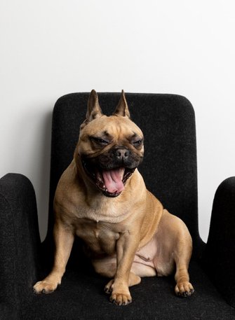 Företagsporträtt. När rätt chef är på plats. Husdjur, hund, porträttfotograf.